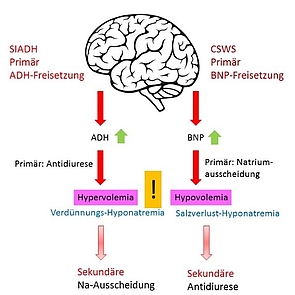 csws